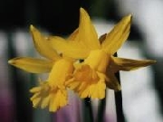 The Little Gentleman